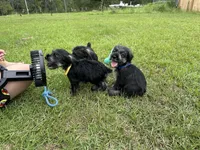 otto, a male Standard Schnauzer for sale in Brooklet, GA – 4 of 10