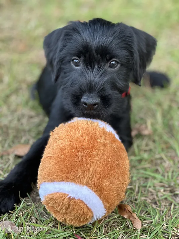 Winston – Standard Schnauzer puppy for sale in Brooklet, GA