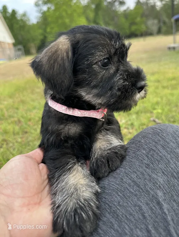 mabel – Standard Schnauzer puppy for sale in Brooklet, GA