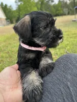 mabel, a female Standard Schnauzer for sale in Brooklet, GA – 1 of 6