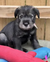 mabel, a female Standard Schnauzer for sale in Brooklet, GA – 3 of 6