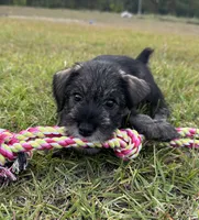 mabel, a female Standard Schnauzer for sale in Brooklet, GA – 4 of 6