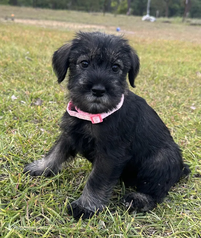mabel – Standard Schnauzer puppy for sale in Brooklet, GA