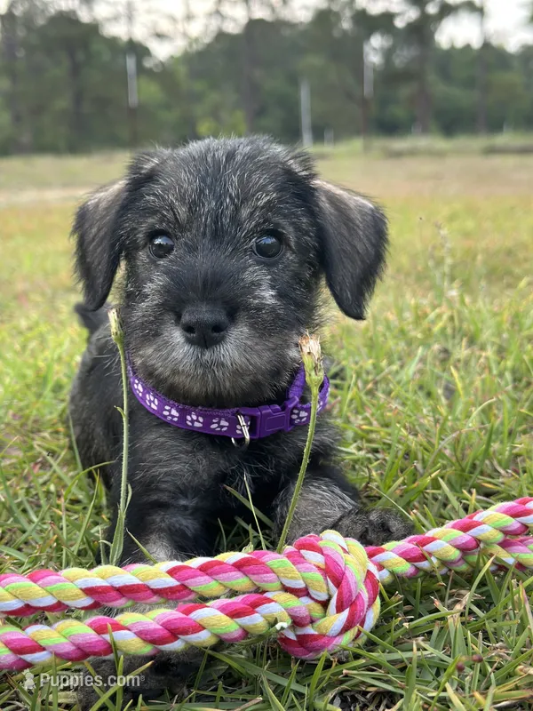 Millie – Standard Schnauzer puppy for sale in Brooklet, GA