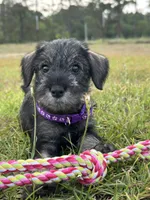 Millie, a female Standard Schnauzer for sale in Brooklet, GA – 1 of 4