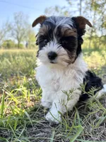 Baxter, a male Biewer for sale in Brooklet, GA – 2 of 4