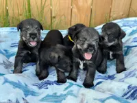 otto, a male Standard Schnauzer for sale in Brooklet, GA – 10 of 10
