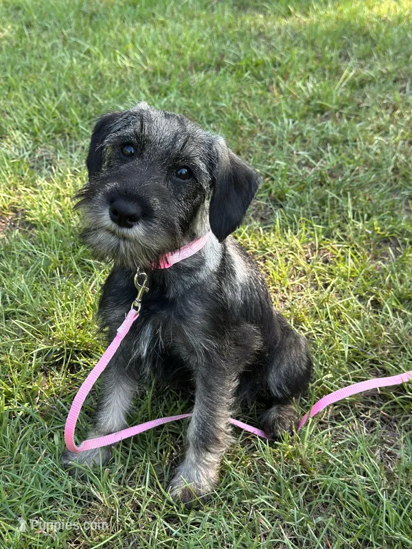 lola – Standard Schnauzer puppy for sale in Brooklet, GA