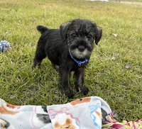 lola, a female Standard Schnauzer for sale in Brooklet, GA – 1 of 4