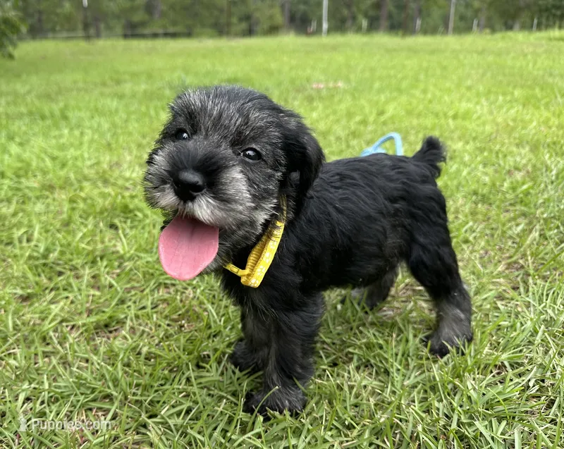 Ranger – Standard Schnauzer puppy for sale in Brooklet, GA