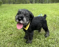 Ranger, a male Standard Schnauzer for sale in Brooklet, GA – 1 of 5