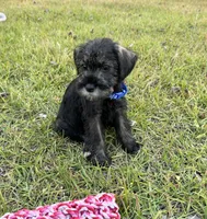 lola, a female Standard Schnauzer for sale in Brooklet, GA – 3 of 4
