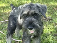 gretta, a female Standard Schnauzer for sale in Brooklet, GA – 4 of 9