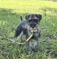 Ranger, a male Standard Schnauzer for sale in Brooklet, GA – 9 of 10