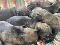 otto, a male Standard Schnauzer for sale in Brooklet, GA – 2 of 2