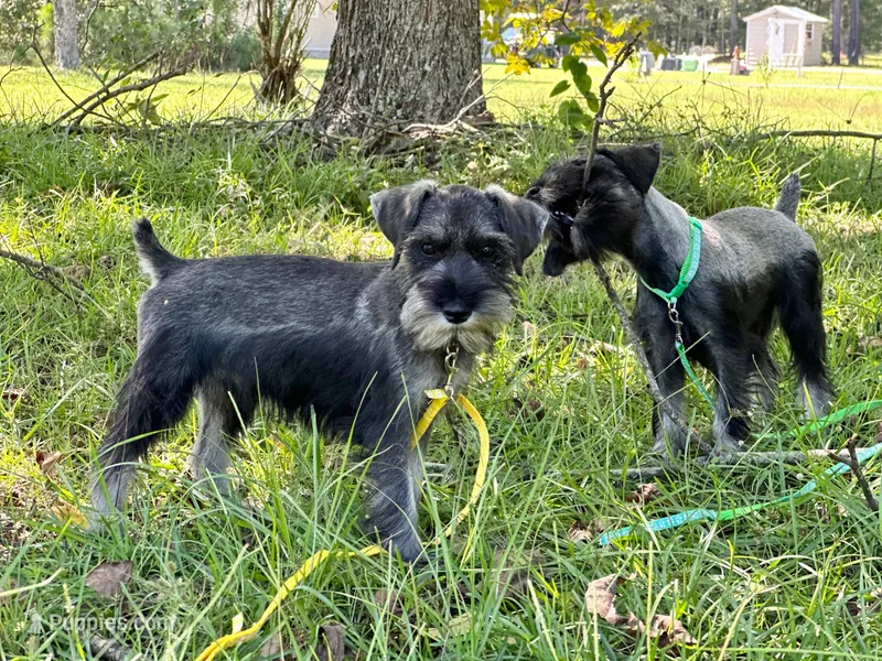 Ranger – Standard Schnauzer puppy for sale in Brooklet, GA