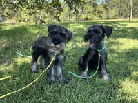 Ranger, a male Standard Schnauzer for sale in Brooklet, GA – 10 of 10