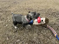 Gracie, a female Standard Schnauzer for sale in Statesboro, GA – Photo 6 of 6