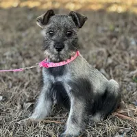 Gracie, a female Standard Schnauzer for sale in Statesboro, GA – Photo 2 of 6