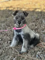 Gracie, a female Standard Schnauzer for sale in Statesboro, GA – Photo 1 of 4