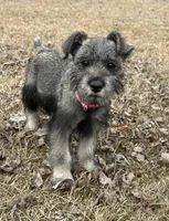 Gracie, a female Standard Schnauzer for sale in Statesboro, GA – Photo 1 of 6