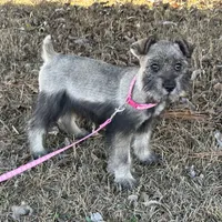 Gracie, a female Standard Schnauzer for sale in Statesboro, GA – Photo 3 of 6