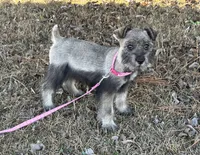 Gracie, a female Standard Schnauzer for sale in Statesboro, GA – Photo 2 of 4