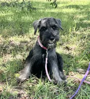 gretta, a female Standard Schnauzer for sale in Brooklet, GA – 5 of 9