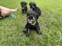 otto, a male Standard Schnauzer for sale in Brooklet, GA – 6 of 10