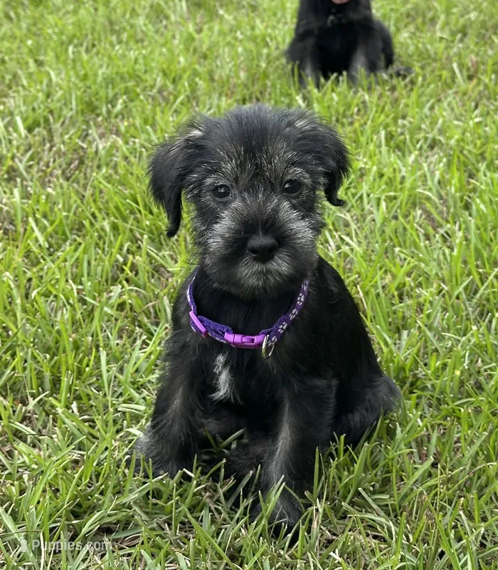 sunny – Standard Schnauzer puppy for sale in Brooklet, GA