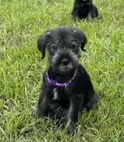 sunny, a female Standard Schnauzer for sale in Brooklet, GA – 1 of 6