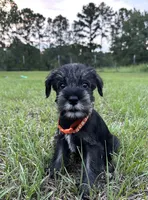 otto, a male Standard Schnauzer for sale in Brooklet, GA – 2 of 10