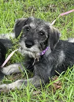 lily, a female Standard Schnauzer for sale in Brooklet, GA – 1 of 7