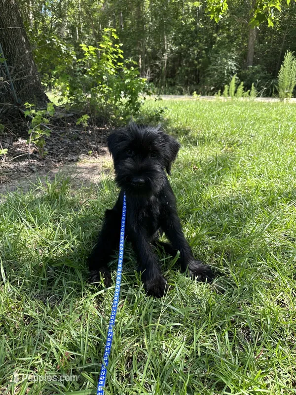 Ranger – Standard Schnauzer puppy for sale in Brooklet, GA
