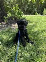 Ranger, a male Standard Schnauzer for sale in Brooklet, GA – 1 of 5