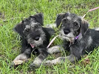lily, a female Standard Schnauzer for sale in Brooklet, GA – 3 of 7