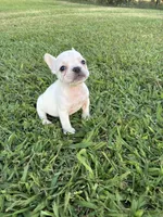 Roxie , a female French Bulldog for sale in Merced, CA – 2 of 3