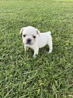 Lulu , a female French Bulldog for sale in Merced, CA – 4 of 4