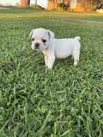Lulu , a female French Bulldog for sale in Merced, CA – 3 of 4