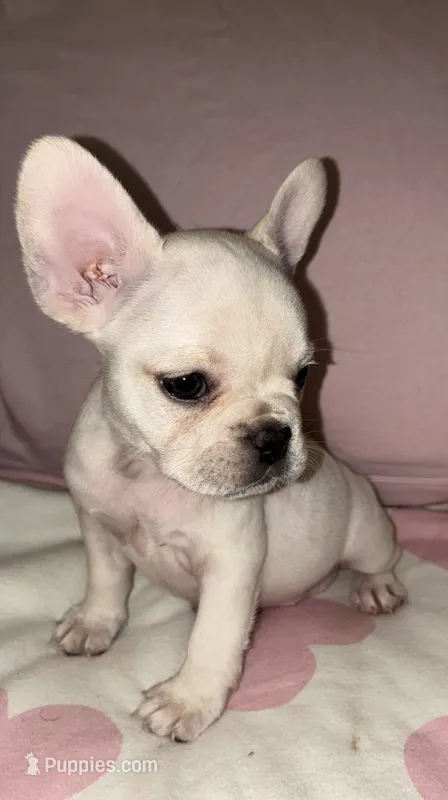 Roxie  – French Bulldog puppy for sale in Merced, CA