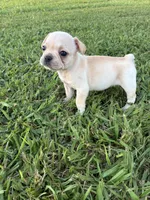 Luna , a female French Bulldog for sale in Merced, CA – 2 of 4