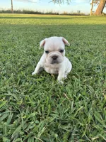 Milo , a male French Bulldog for sale in Merced, CA – 2 of 5
