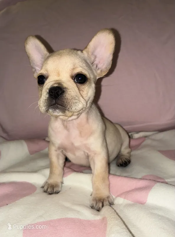 Luna  – French Bulldog puppy for sale in Merced, CA