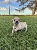 Luna , a female French Bulldog for sale in Merced, CA – 4 of 4