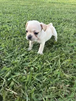 Luna , a female French Bulldog for sale in Merced, CA – 3 of 4