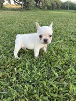 Roxie , a female French Bulldog for sale in Merced, CA – 3 of 3