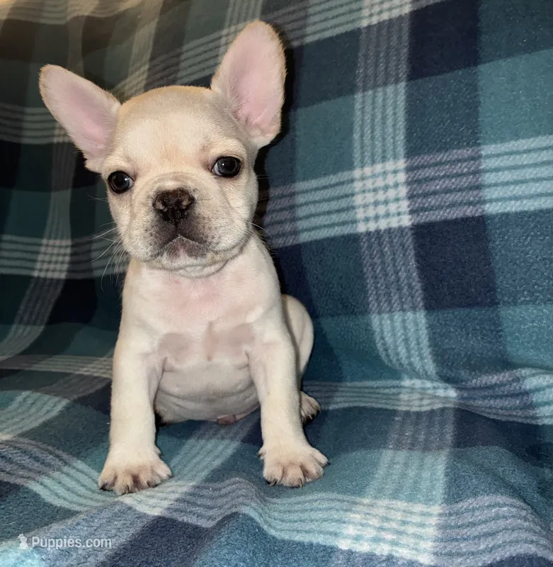 Rocky  – French Bulldog puppy for sale in Merced, CA