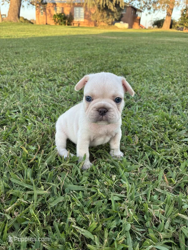 Milo  – French Bulldog puppy for sale in Merced, CA