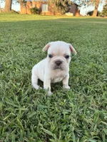 Milo , a male French Bulldog for sale in Merced, CA – 1 of 5