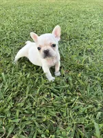 Rocky , a male French Bulldog for sale in Merced, CA – 2 of 4